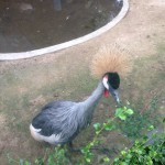 Birds Park Phuket
