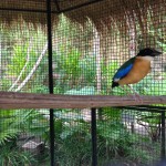 Birds Park Phuket
